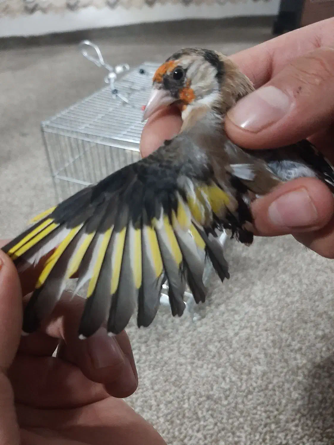 سهره|پرنده|ملایر, |دیوار