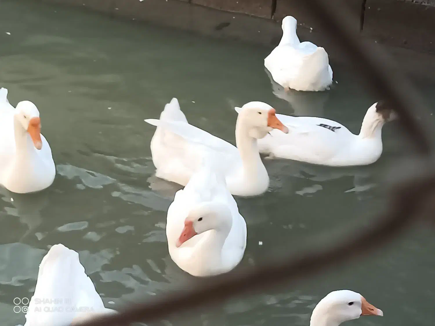 قو ، غاز ، مرغ ، تخم ، خوراک|حیوانات مزرعه|آبادان, |دیوار