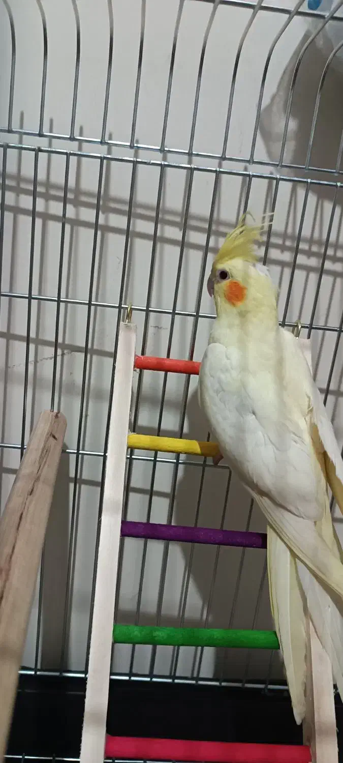 عروس مولد|پرنده|بهشهر, |دیوار