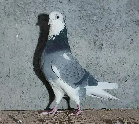 کفتر ابلغ سبز پرشی|پرنده|قم, بلوار امین و ساحلی|دیوار