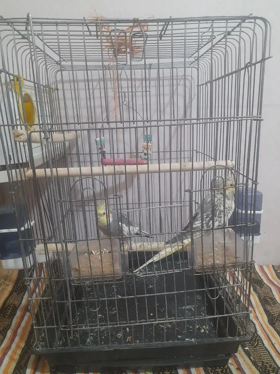 عروس هلندی|پرنده|فردیس, قریشی|دیوار