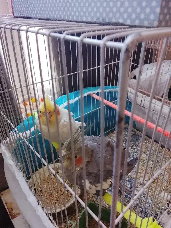 2عدد عروس هلندی ماده|پرنده|تربت‌حیدریه, سرمحله|دیوار