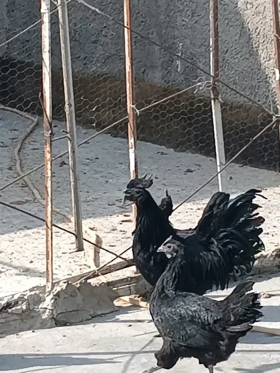 جوجه تخم نطفه دار ایام سمانی اصیل اندونزی|حیوانات مزرعه|یزد, |دیوار