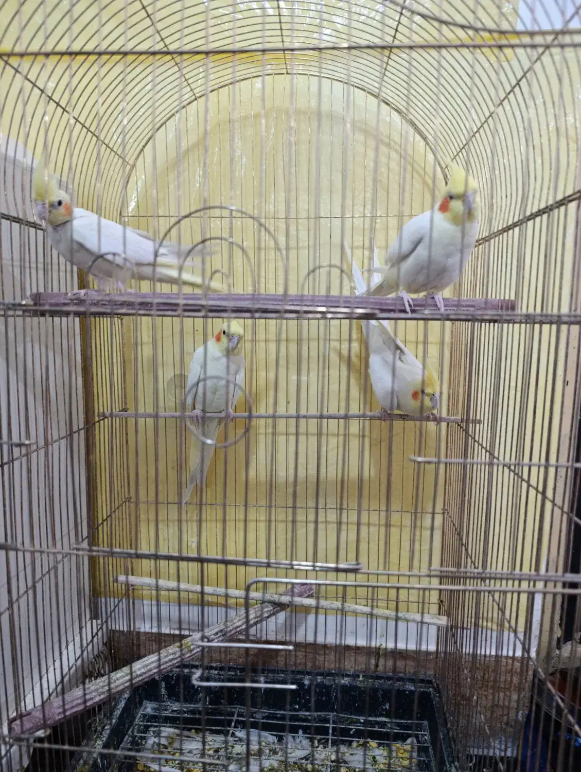 دو‌جفت عروس هلندی لوتینو|پرنده|بم, |دیوار