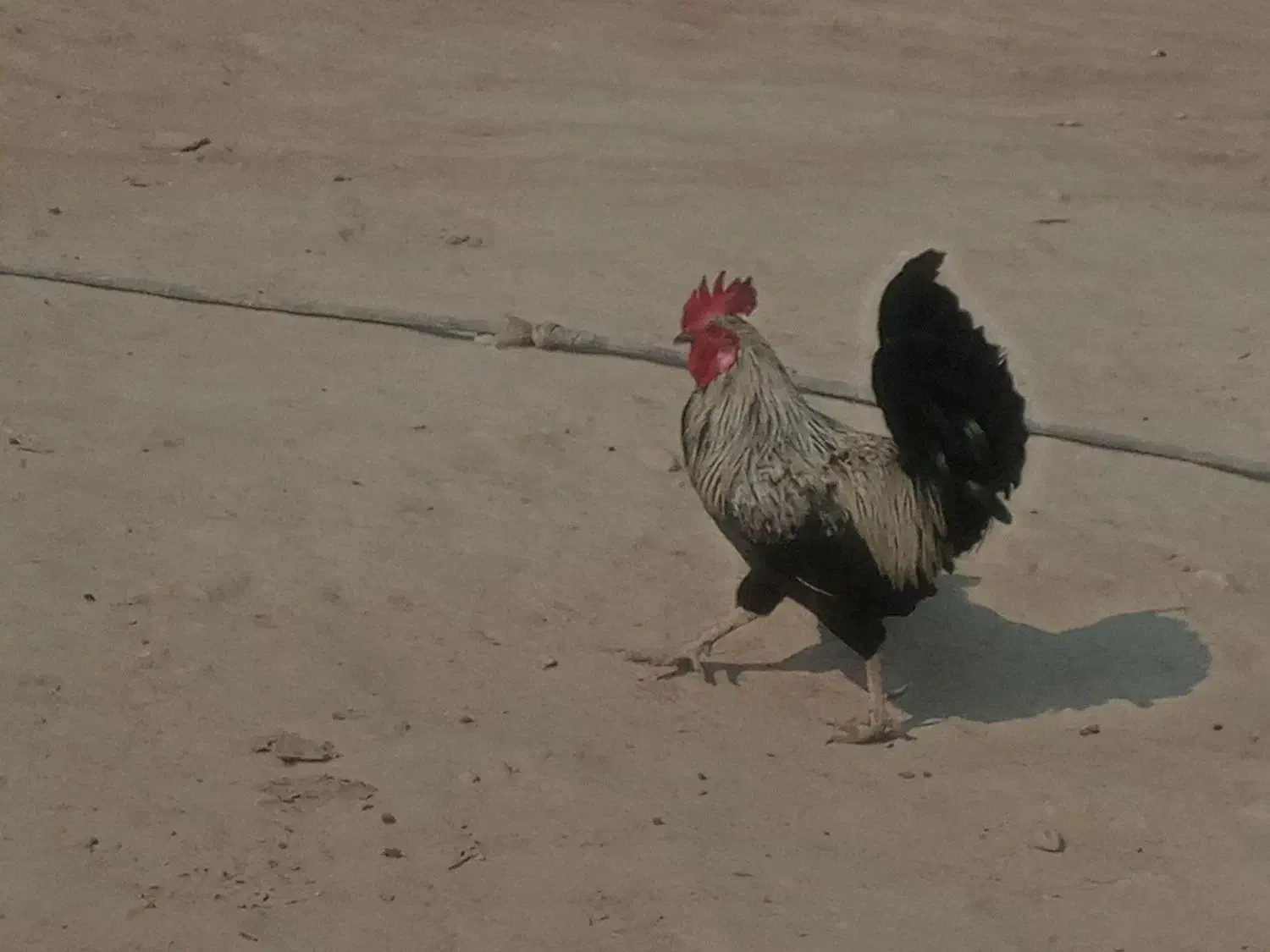 خروس برای فروش|حیوانات مزرعه|آبدان, |دیوار