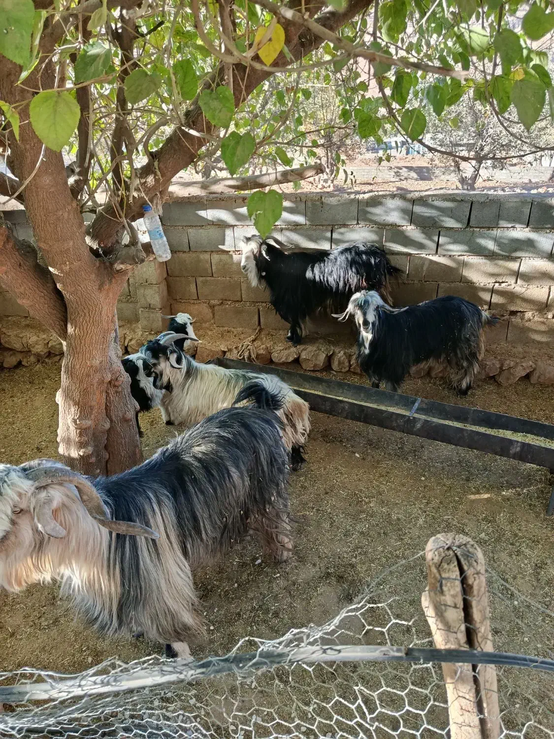 .. و|حیوانات مزرعه|میانکوه, |دیوار