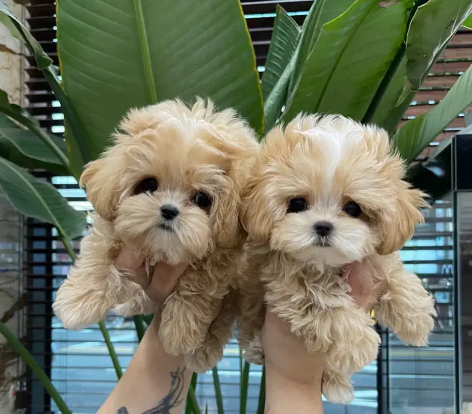 پودل مالیز سایز خیلی ریز|سگ|تهران, جنت‌آباد مرکزی|دیوار