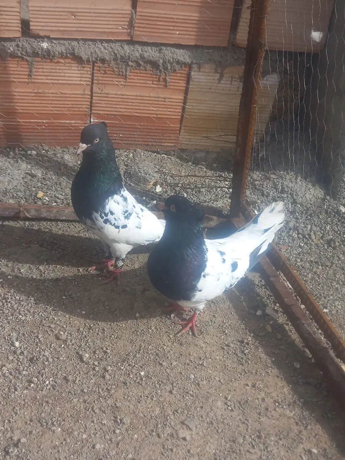 کبوتر|پرنده|اسفراین, |دیوار