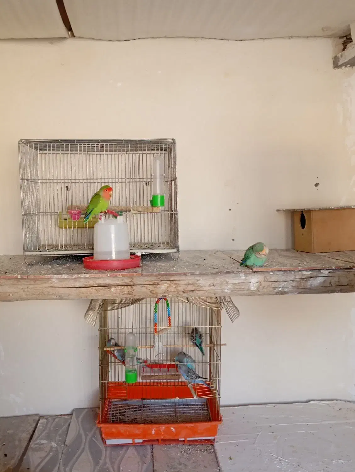 مرغ عشق وکوتوله|پرنده|خمینی‌شهر, |دیوار