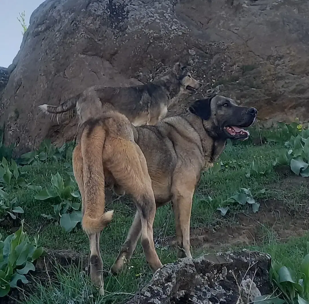 سگ سرابی|سگ|معمولان, |دیوار