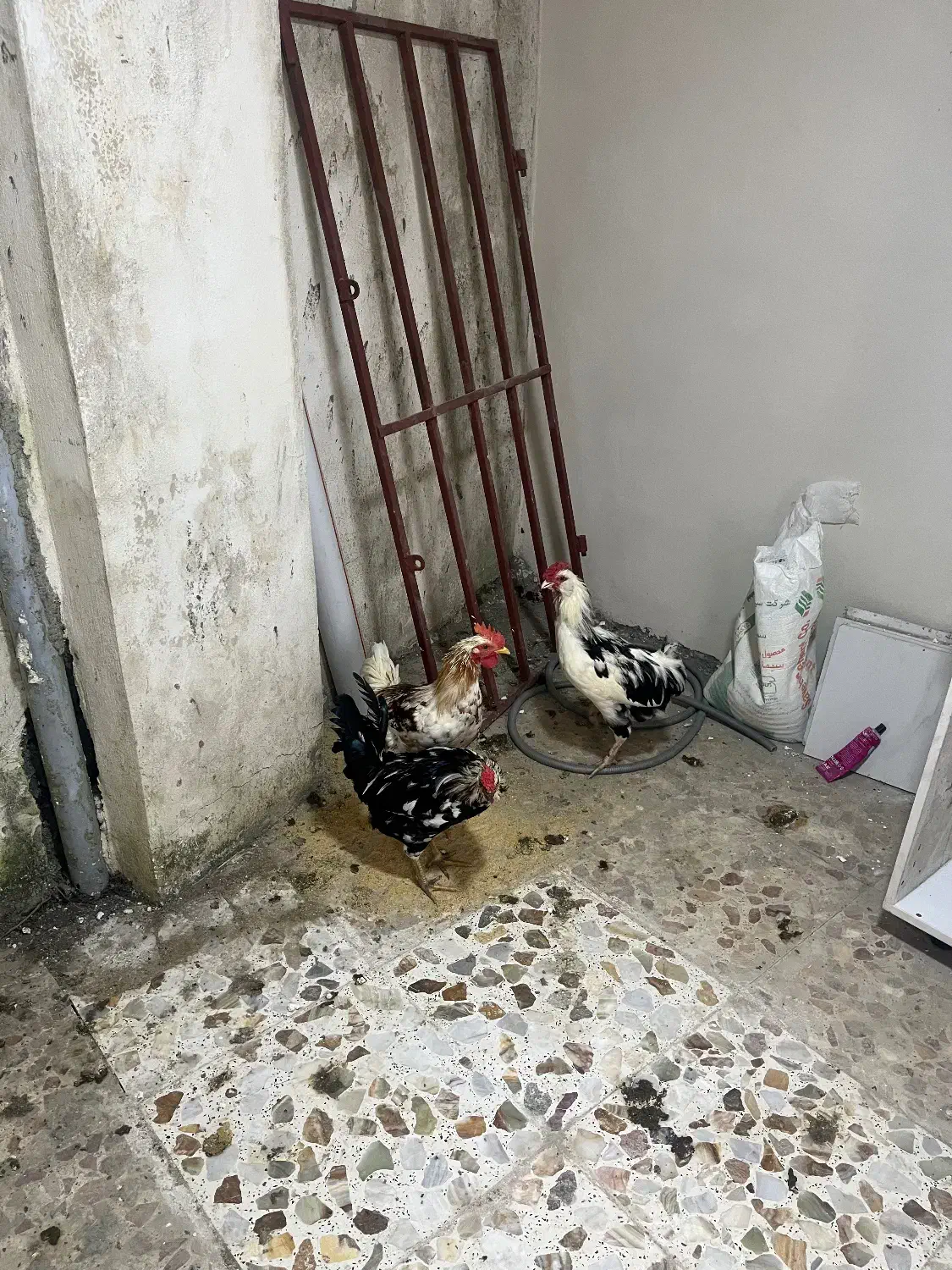 خروس گلین|پرنده|نوشهر, |دیوار