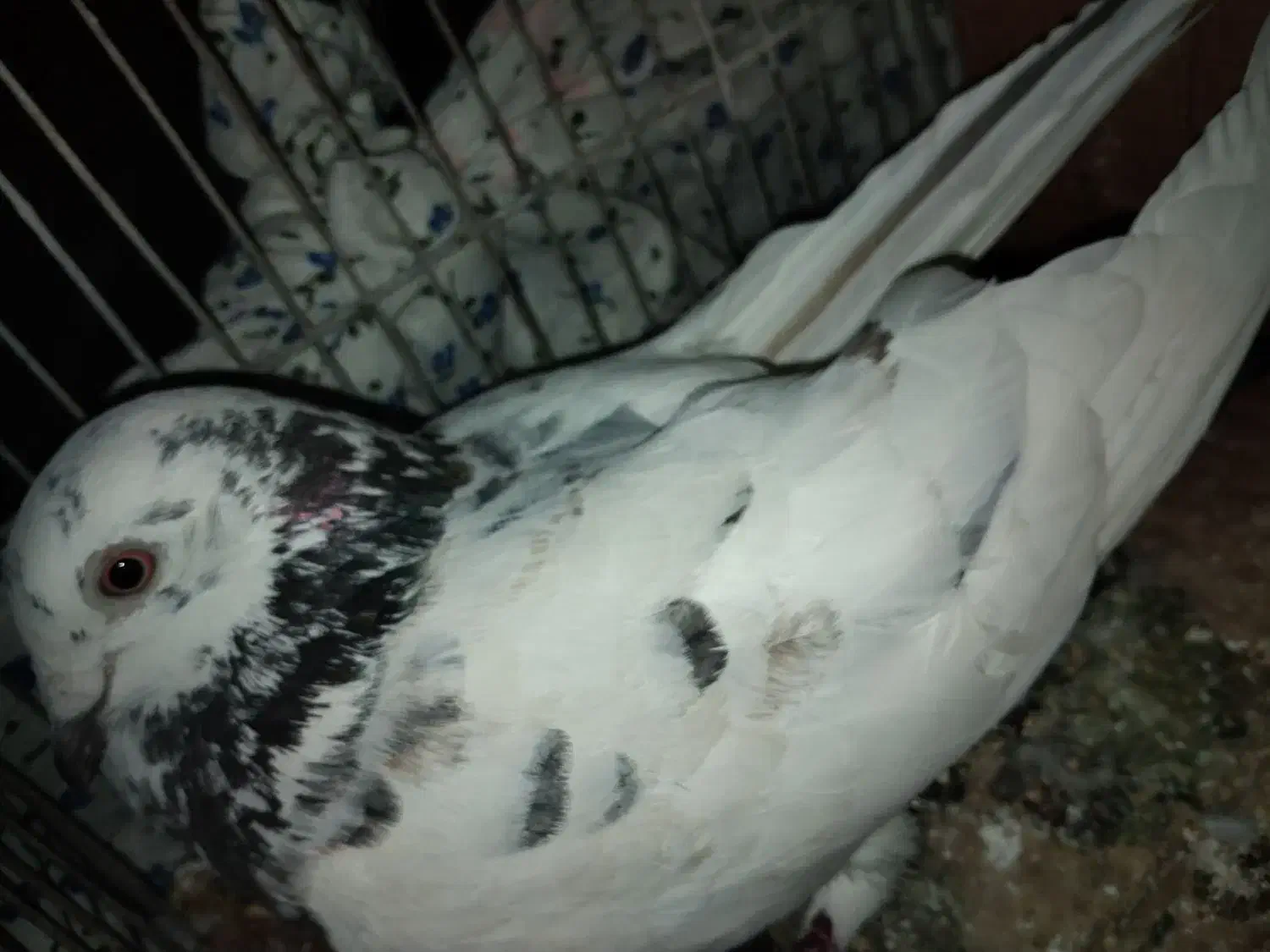 کبوتر|پرنده|اهواز, پردیس|دیوار