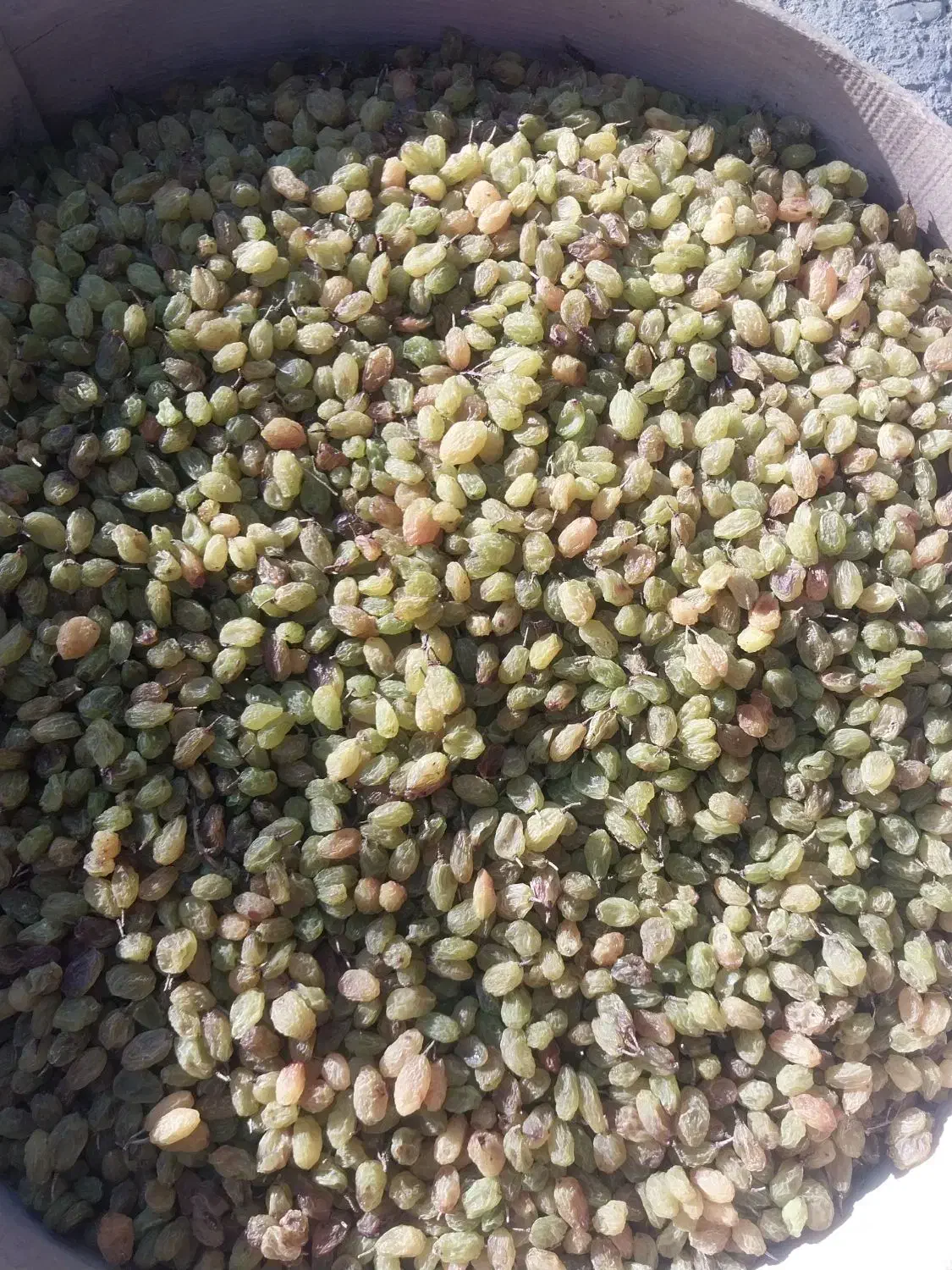 سبز سایه خشک|خوردنی و آشامیدنی|قره چای, |دیوار