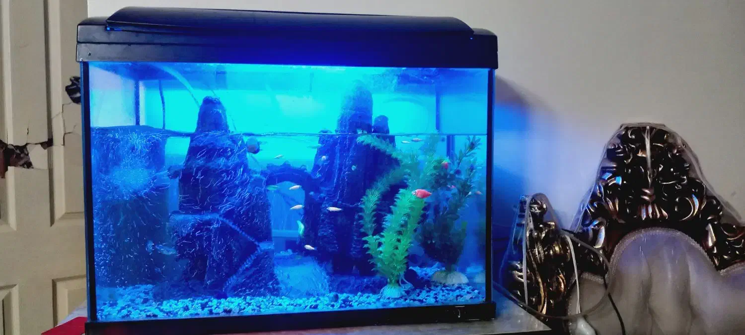 اکواریوم|ماهی|نسیمشهر, |دیوار