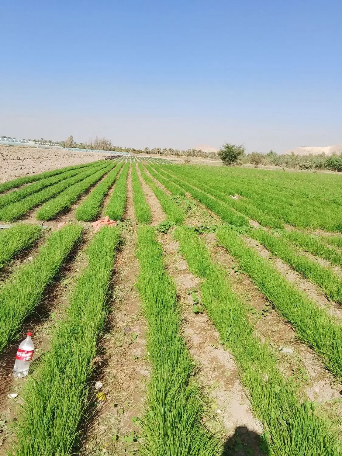 نشا پیاز مینروا|خدمات باغبانی و درختکاری|عنبرآباد, |دیوار