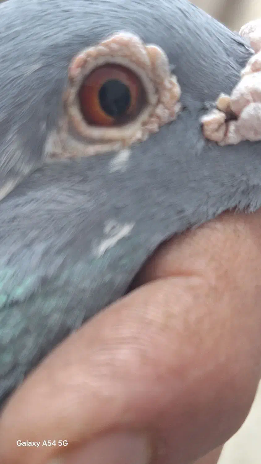 کبوتر دوبر|پرنده|اردبیل, |دیوار