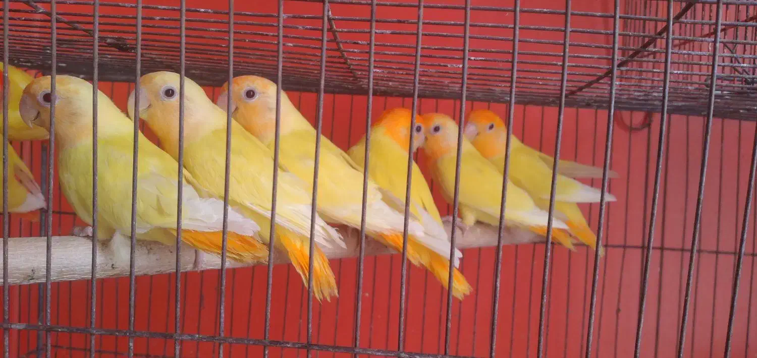 اوپال سرنارنجی ،فیشر|پرنده|بندرعباس, |دیوار