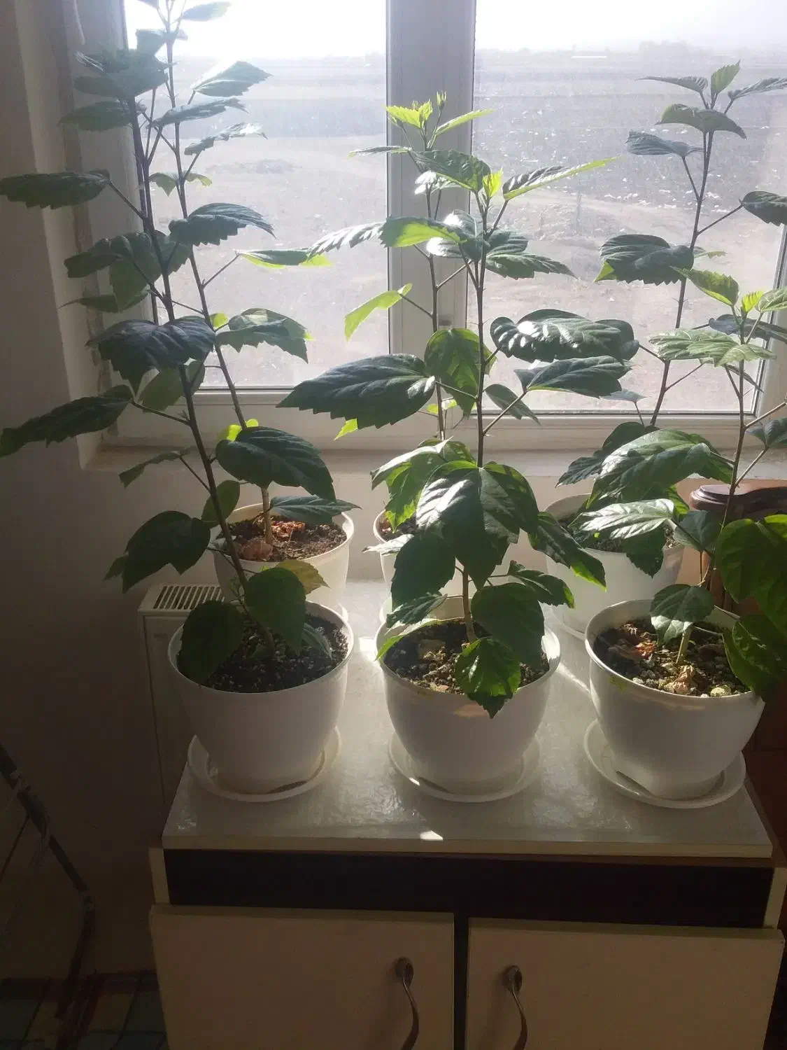 گل طبیعی (کادویی) ختمی چینی|گل و گیاه طبیعی|اردبیل, |دیوار