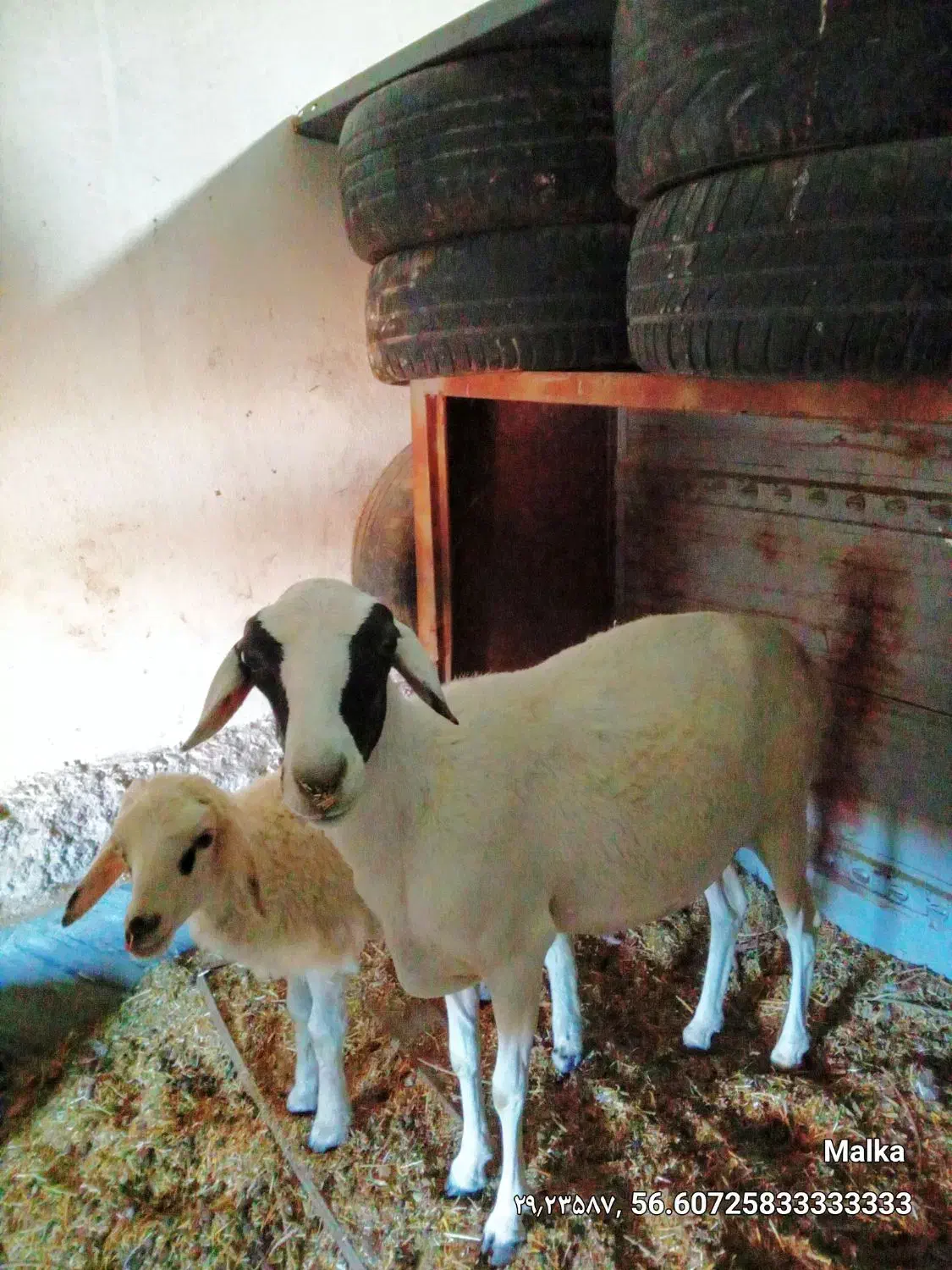 میش وبره عربی تخت وخوش رخ|حیوانات مزرعه|کرمان, |دیوار