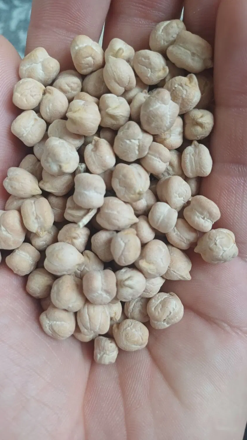 نخود|خوردنی و آشامیدنی|بهار, |دیوار