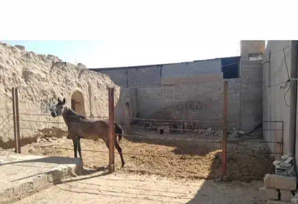 اسب مادیان|اسب و تجهیزات اسب‌سواری|شیراز, منصورآباد|دیوار