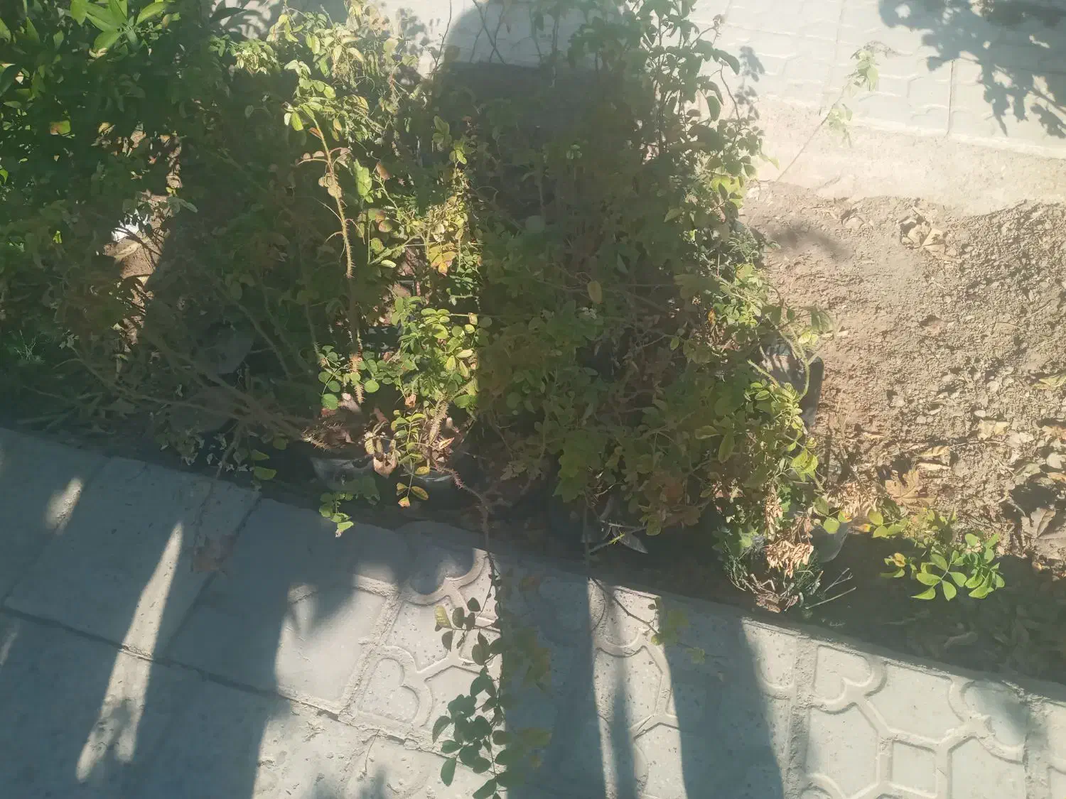 فروش گل محمدی|گل و گیاه طبیعی|فسا, |دیوار