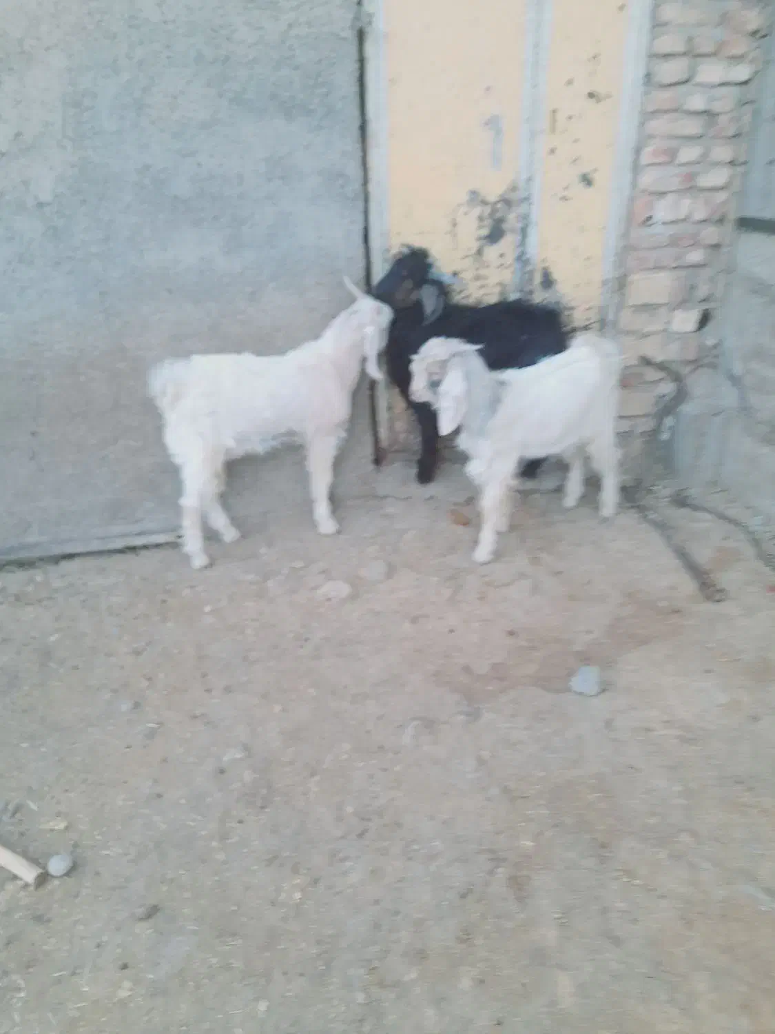 بزغاله چاق نر|حیوانات مزرعه|زاغه, |دیوار