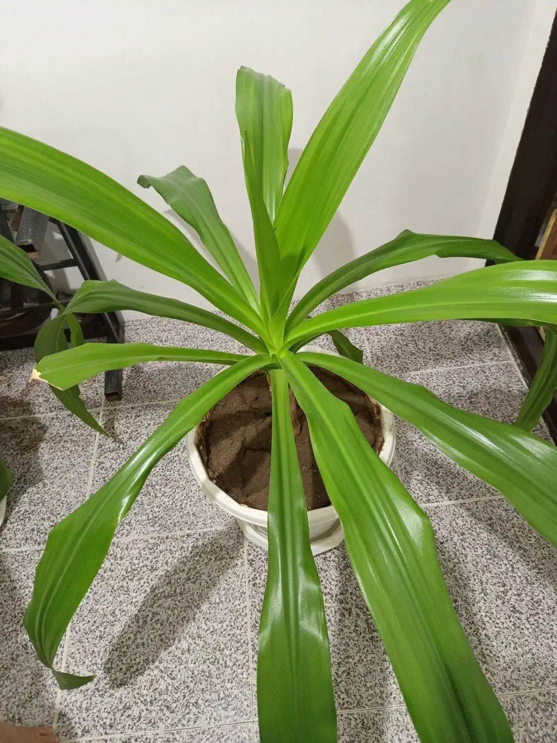 گیاه سوسن عنکبوتی|گل و گیاه طبیعی|پیرانشهر, |دیوار