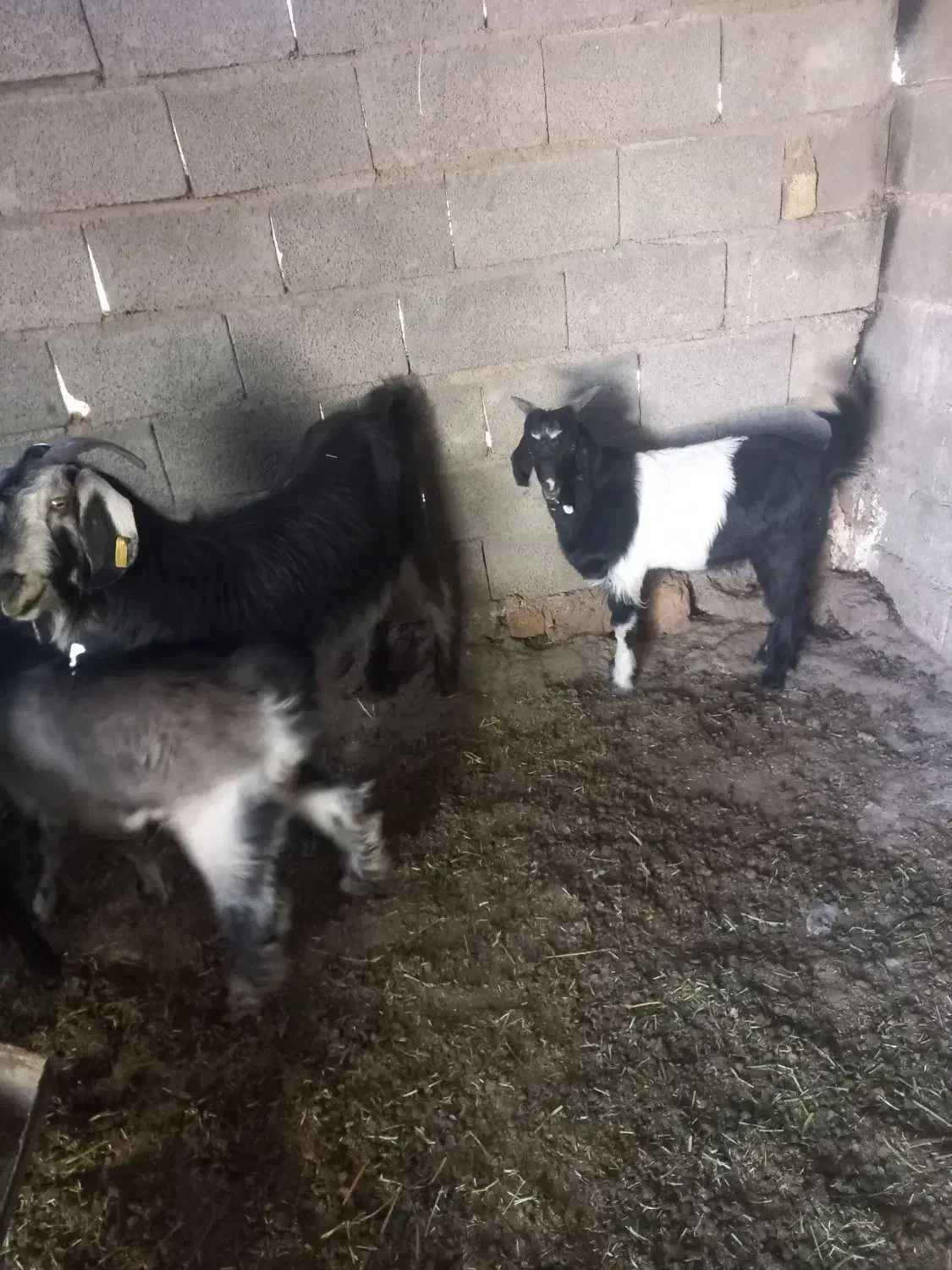 بز کهره دار|حیوانات مزرعه|میمند, |دیوار