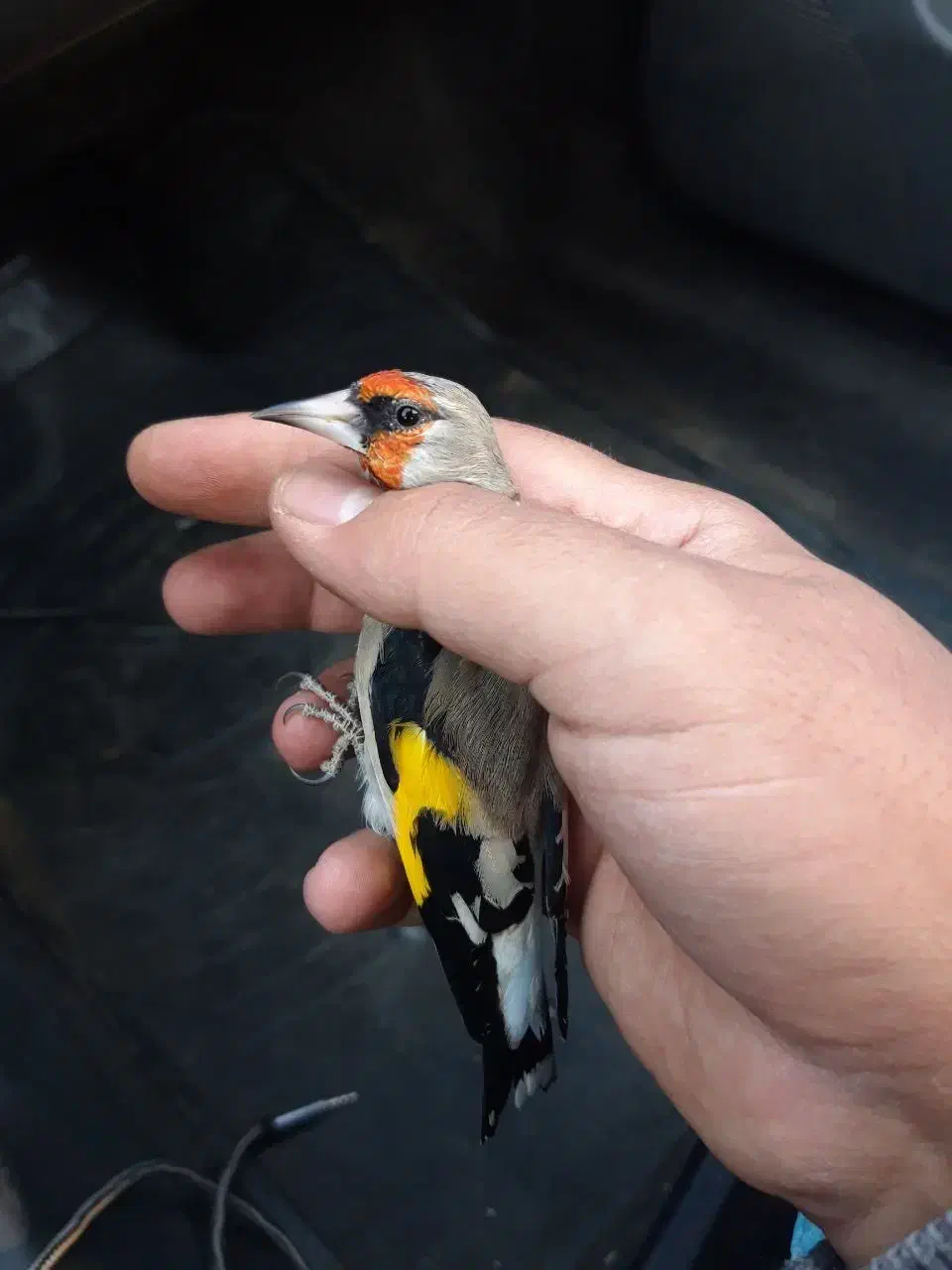 سقا.سهره کرمونی منطقه بافت|پرنده|کرمان, |دیوار