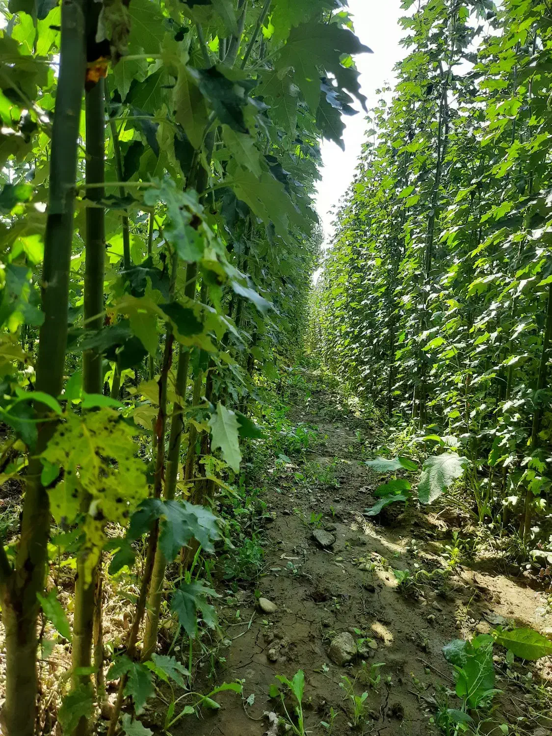 نهال کبوده و شیرین قلمه صنوبر|گل و گیاه طبیعی|سلماس, |دیوار