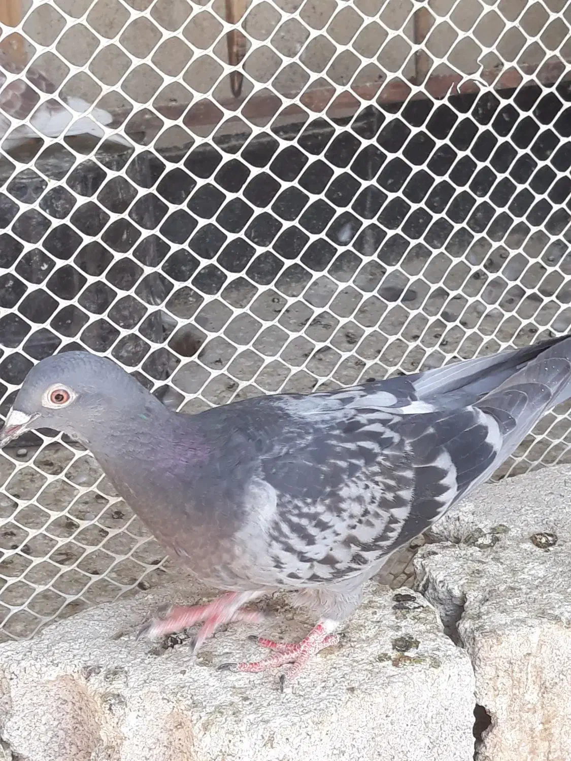 کبوتر آلمانی سبزوسفیدورنگه|پرنده|مشهد, امیریه|دیوار