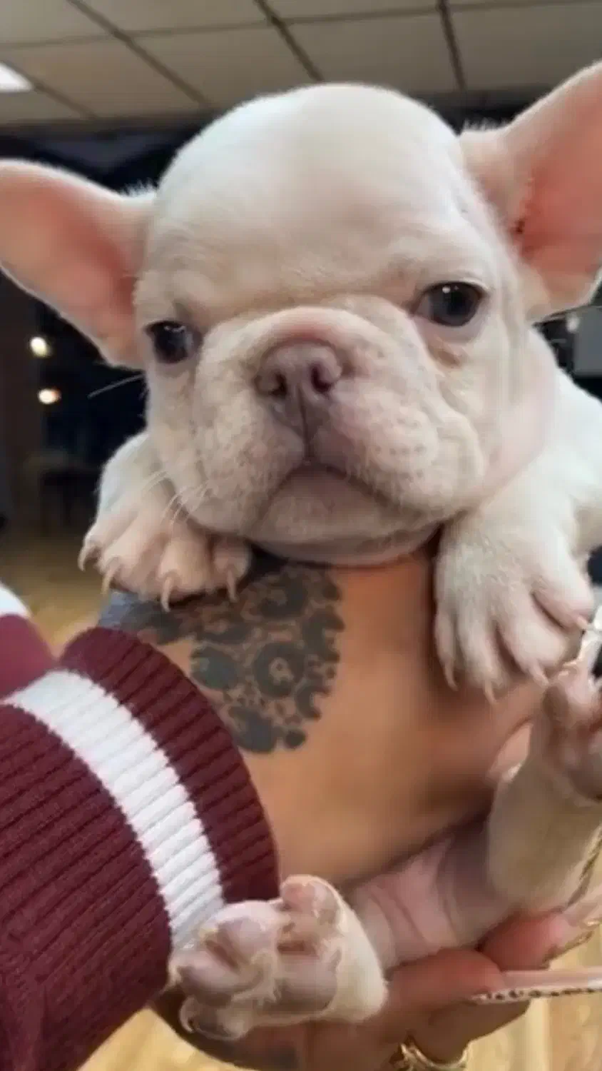 سگ فرنچ بولداگ|سگ|تهران, درکه|دیوار