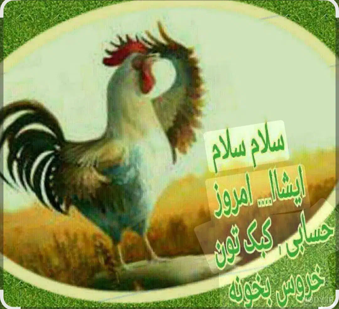 مرغ و خروس محلی جوان با گوشت لذیذ|حیوانات مزرعه|سیرجان, |دیوار