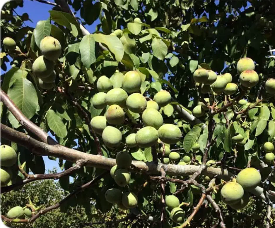نهالستان گردو،بادام و پسته‌های دیرگل.  پالیز|خدمات باغبانی و درختکاری|مهاجران, |دیوار
