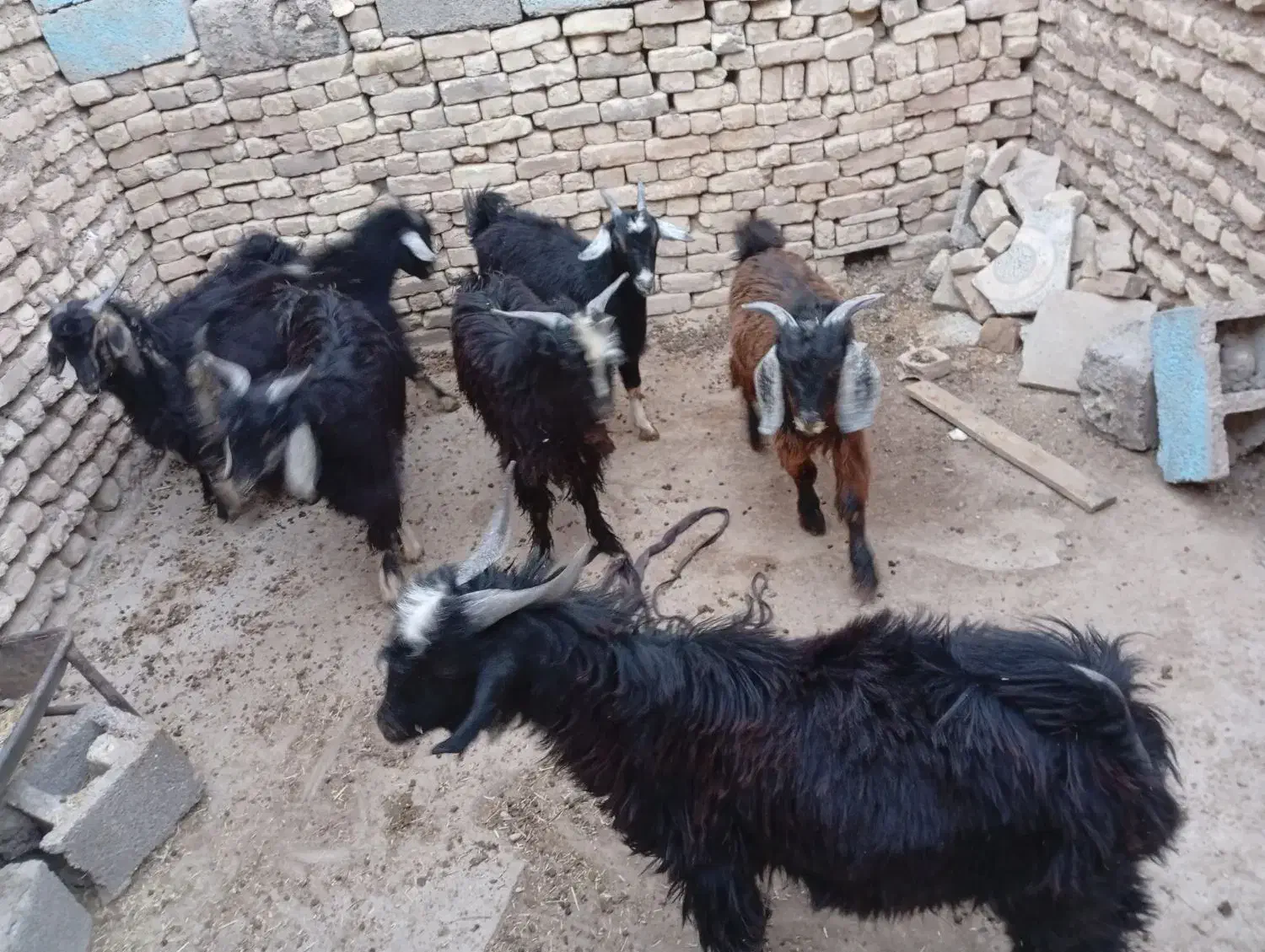 بزغاله چاق|حیوانات مزرعه|دهلران, |دیوار