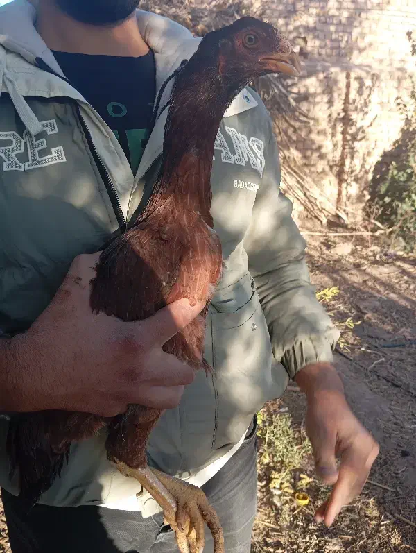 طاقچه مرغ لاری ایژی|حیوانات مزرعه|تربت جام, امام|دیوار