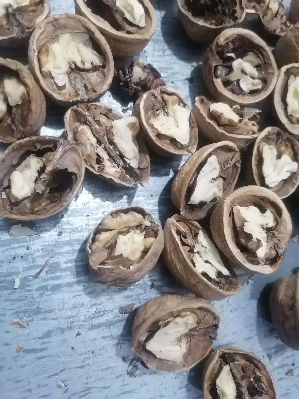 گردو تازه تویسرکان  پرچرب|خوردنی و آشامیدنی|قم, شهرک فاطمیه|دیوار