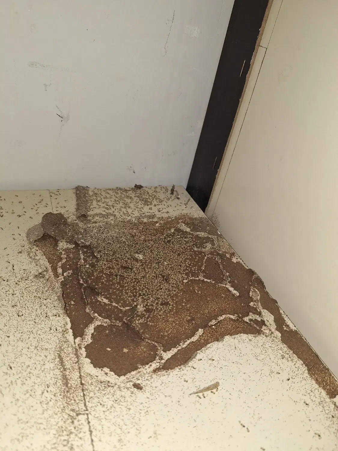 شرکت سم پاشی و موریانه زدایی (آسایش) با مجوز رسمی|خدمات نظافت|پلدختر, |دیوار