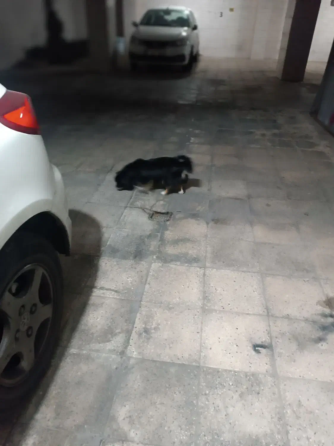 سگ خانگی|سگ|فردیس, قریشی|دیوار