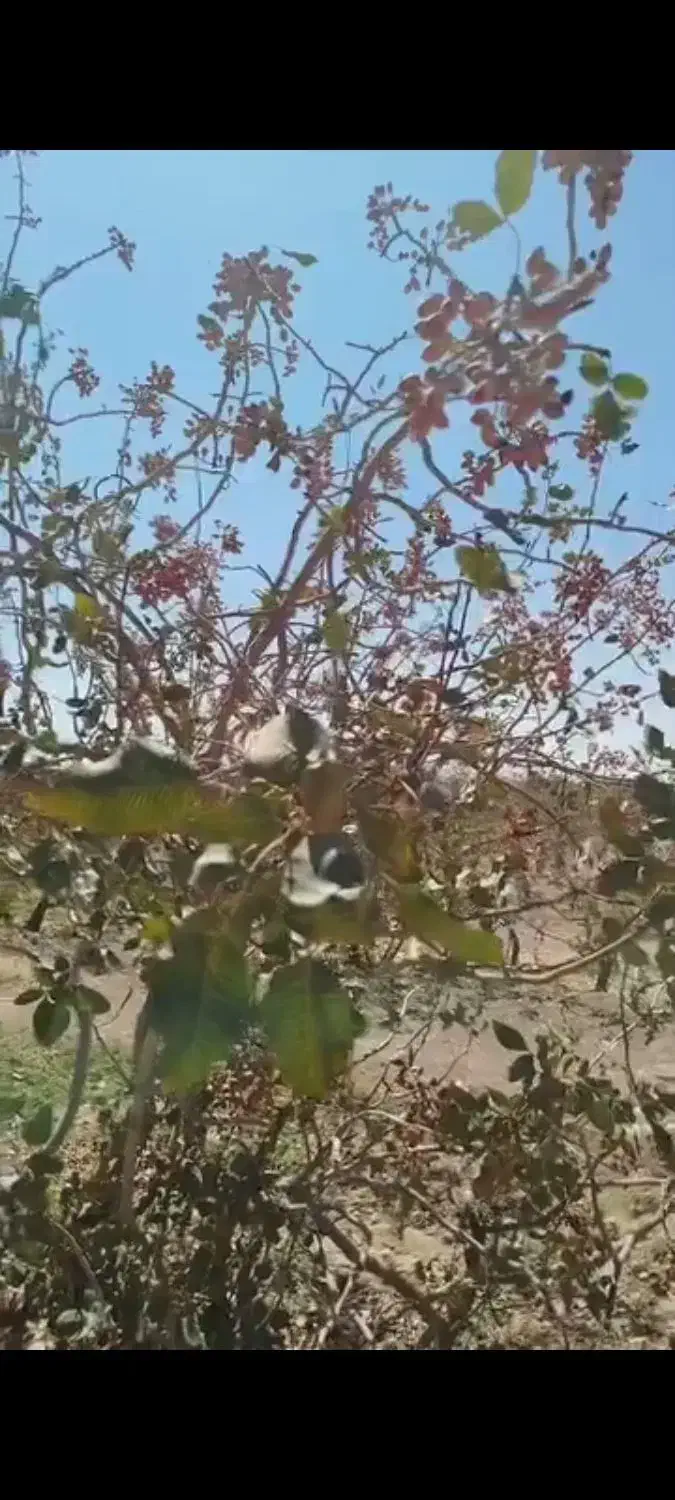 فروش باغ پسته ثمری|فروش دفتر صنعتی، کشاورزی، تجاری|زید آباد, |دیوار