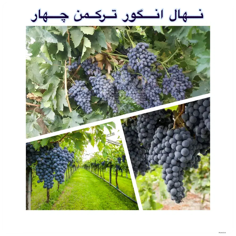 فروش نهال انگور ترکمن ۴|خدمات باغبانی و درختکاری|میاندوآب, |دیوار