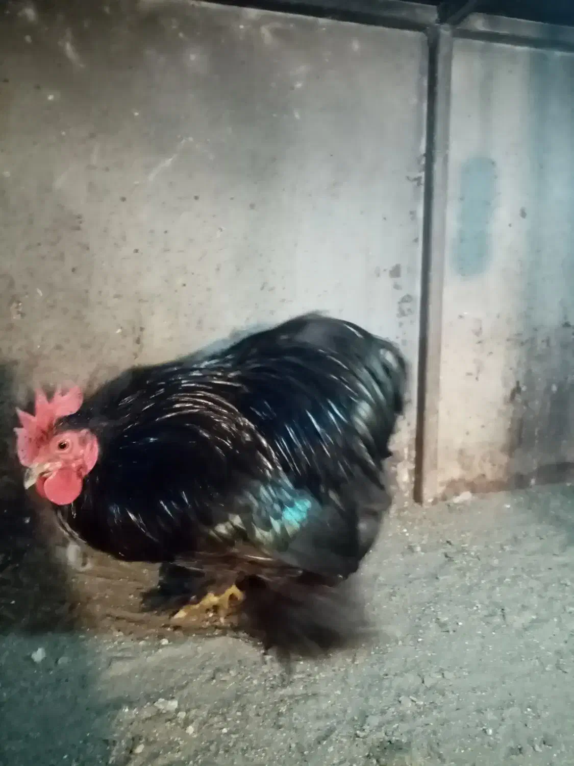 خروس کوشین بلک|حیوانات مزرعه|نوشهر, |دیوار