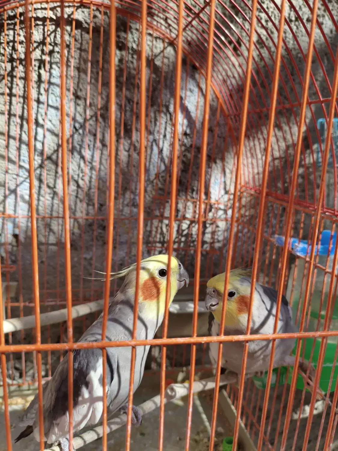 عروس هلندی معاوضه با جفت کبوتر بدرنگ|پرنده|قزوین, |دیوار