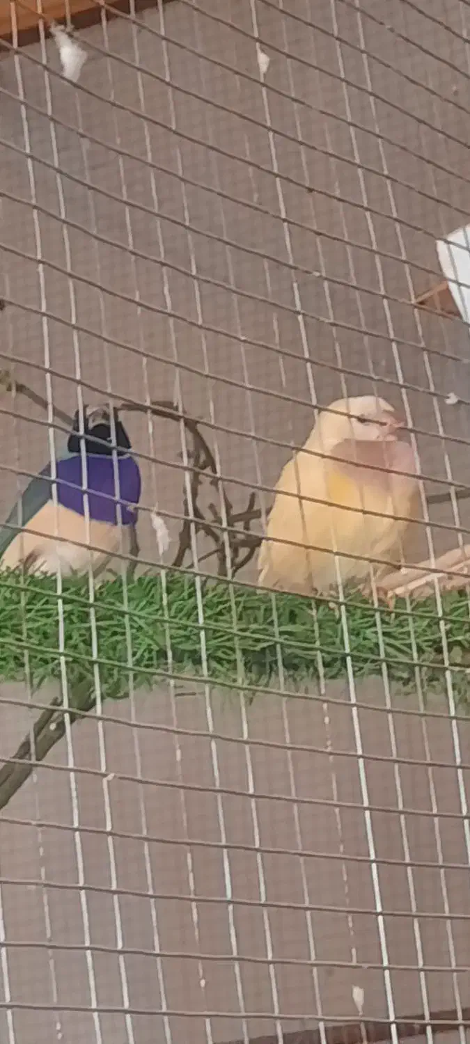 فنچ گلدین|پرنده|اهرم, |دیوار