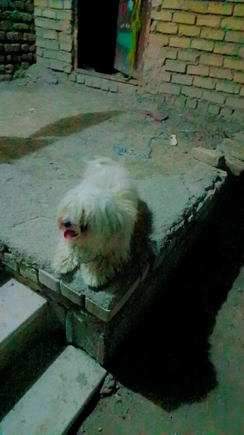 سگ پشمالو|سگ|مشهد, امیرآباد|دیوار