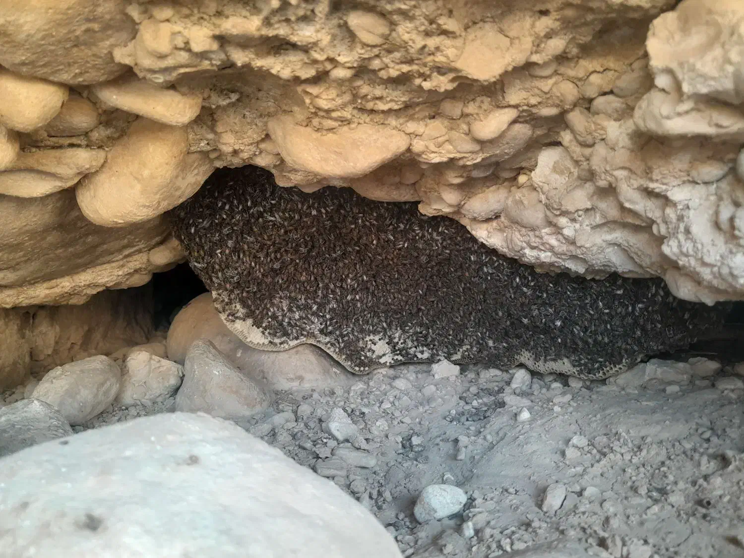 عسل طبیعی|عمده‌فروشی|بوشکان, |دیوار