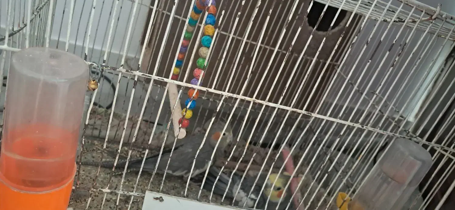 عروس هلندی|پرنده|تربت جام, جامرود|دیوار