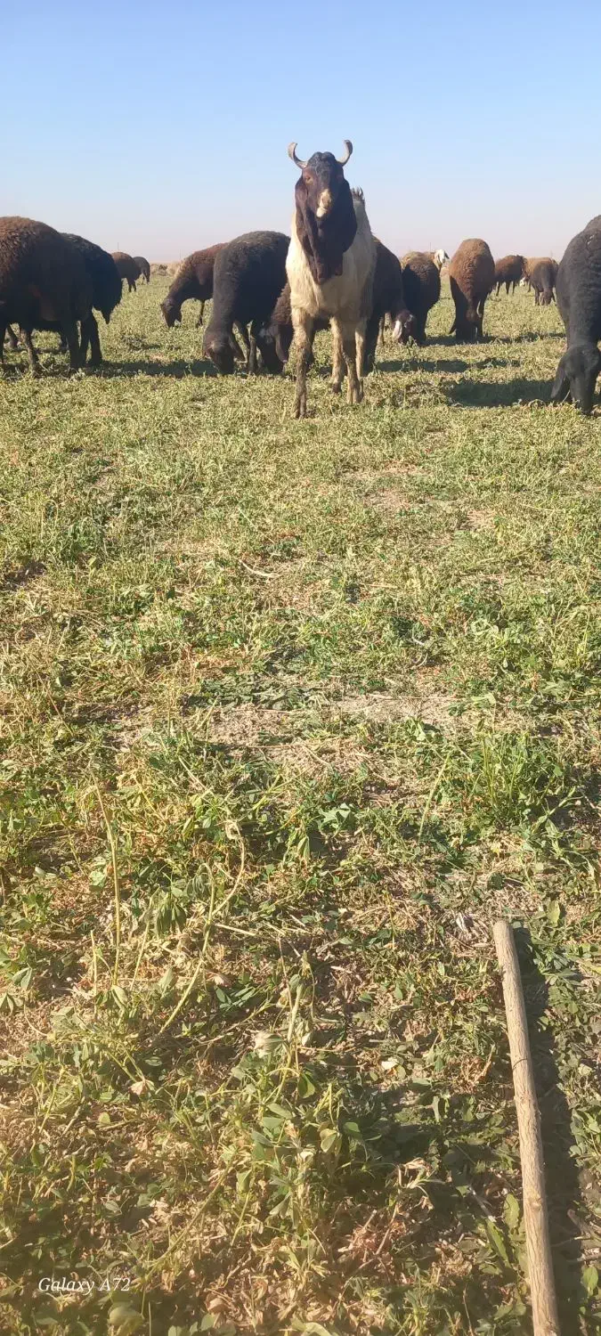 بز نر پاکستانی|حیوانات مزرعه|همدان, |دیوار