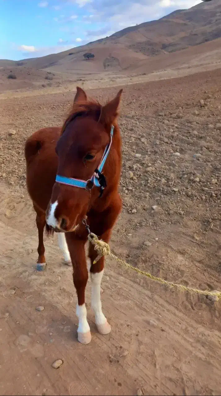 کره‌اسب‌نر|اسب و تجهیزات اسب‌سواری|بجنورد, |دیوار